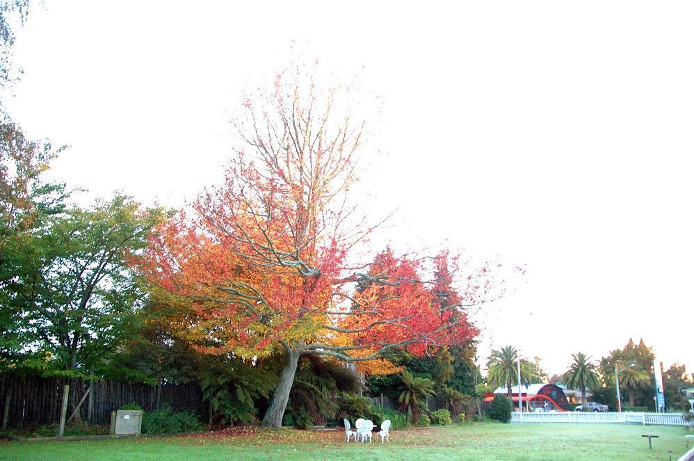 Fairy Springs Motel Rotorua Eksteriør billede